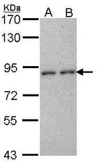 CD6 Antibody in Western Blot (WB)