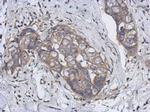 CYP2J2 Antibody in Immunohistochemistry (Paraffin) (IHC (P))