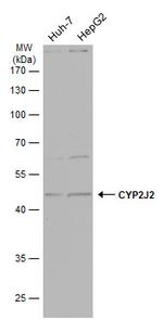 CYP2J2 Antibody in Western Blot (WB)