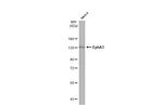 EphA3 Antibody in Western Blot (WB)