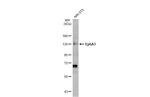 EphA3 Antibody in Western Blot (WB)