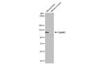 EphA3 Antibody in Western Blot (WB)