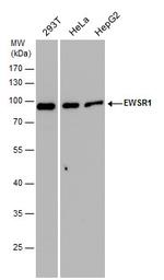 EWSR1 Antibody in Western Blot (WB)