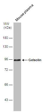 Gelsolin Antibody in Western Blot (WB)