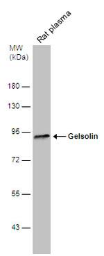 Gelsolin Antibody in Western Blot (WB)