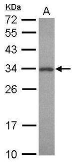 PNMT Antibody in Western Blot (WB)