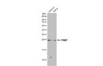 PNMT Antibody in Western Blot (WB)