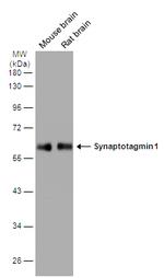 Synaptotagmin 1 Antibody in Western Blot (WB)