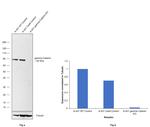 gamma Catenin Antibody