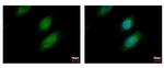 UBE2A Antibody in Immunocytochemistry (ICC/IF)