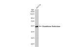 GSR Antibody in Western Blot (WB)