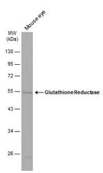 GSR Antibody in Western Blot (WB)