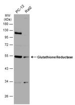 GSR Antibody in Western Blot (WB)