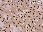 SFPQ Antibody in Immunohistochemistry (Paraffin) (IHC (P))