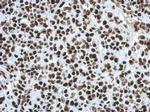 SFPQ Antibody in Immunohistochemistry (Paraffin) (IHC (P))