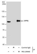 SFPQ Antibody in Immunoprecipitation (IP)