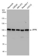 SFPQ Antibody in Western Blot (WB)