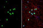 TDP-43 Antibody in Immunocytochemistry (ICC/IF)