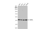 TDP-43 Antibody in Western Blot (WB)