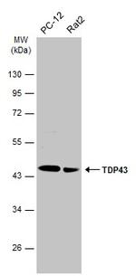 TDP-43 Antibody in Western Blot (WB)