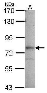 GMPS Antibody in Western Blot (WB)