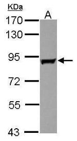 GAB2 Antibody in Western Blot (WB)