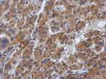 ABCF1 Antibody in Immunohistochemistry (Paraffin) (IHC (P))