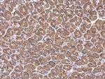 ACAA1 Antibody in Immunohistochemistry (Paraffin) (IHC (P))