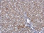 ACAA1 Antibody in Immunohistochemistry (Paraffin) (IHC (P))