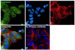 Aconitase 2 Antibody in Immunocytochemistry (ICC/IF)