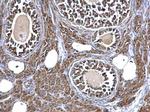 Aconitase 2 Antibody in Immunohistochemistry (Paraffin) (IHC (P))