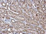 Aconitase 2 Antibody in Immunohistochemistry (Paraffin) (IHC (P))