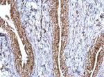 Aconitase 2 Antibody in Immunohistochemistry (Paraffin) (IHC (P))