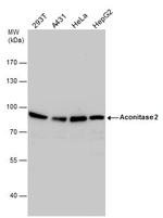 Aconitase 2 Antibody in Western Blot (WB)