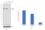 Aconitase 2 Antibody in Western Blot (WB)