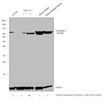 Aconitase 2 Antibody in Western Blot (WB)