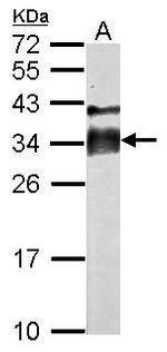 Acrosomal Vesicle Protein Antibody in Western Blot (WB)