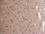 ADSL Antibody in Immunohistochemistry (Paraffin) (IHC (P))