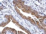 ATP Synthase gamma Antibody in Immunohistochemistry (Paraffin) (IHC (P))