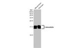 Calmodulin 3 Antibody in Western Blot (WB)