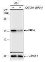 COX4 Antibody