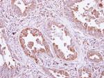 DARS Antibody in Immunohistochemistry (Paraffin) (IHC (P))