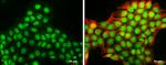 DNASE1L3 Antibody in Immunocytochemistry (ICC/IF)