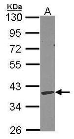 DNASE1L3 Antibody in Western Blot (WB)