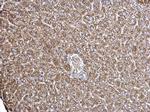 ECHS1 Antibody in Immunohistochemistry (Paraffin) (IHC (P))