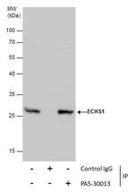 ECHS1 Antibody in Immunoprecipitation (IP)