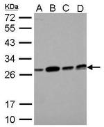 ECHS1 Antibody in Western Blot (WB)