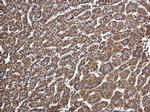 ECHS1 Antibody in Immunohistochemistry (Paraffin) (IHC (P))