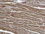 ECHS1 Antibody in Immunohistochemistry (Paraffin) (IHC (P))