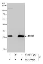 ECHS1 Antibody in Immunoprecipitation (IP)